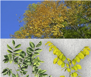 Figure 3 Symptoms of Elm yellows phytoplasma on infected Ulmus americana showing yellowing leaves and epinasty compared with a healthy plant on the left side in the picture, modified from [32].