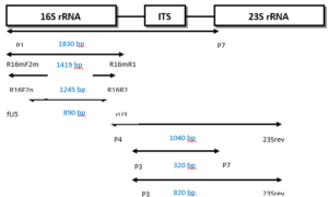 Figure 7. Diagrammatic representation of phytoplasma 16S-23S rRNA operon (ITS) primers (Aljafer 2016).