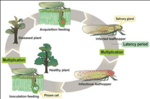 Figure 6 The life cycle of phytoplasmas is depicted with phytoplasmas represented as red dots. It commences with 'Acquisition Feeding,' during which an insect, like a leafhopper, acquires phytoplasmas while feeding. Following this, a 'Latency Period' ensues, indicating the time it takes for the phytoplasmas to reach an infection titer, necessary for their transmission. The final stage is 'Infection Feeding,' during which the insect transmits phytoplasmas to healthy plants as it feeds, modified from [37].