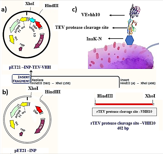 Molecular Cloning, Cell-Surface Displayed Expression of VHH Against VEGF Expressed in E. Coli by Ice Nucleation Protein (INP)