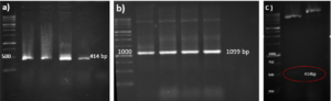 After ligation, the resulting product (pET-21a-Ina -TEV-VEvhh10) was incubated at 4℃ for 14 h and then introduced into bacteria. The transformed product was cultured on ampicillin-containing LB plates. Positive samples were isolated and confirmed for gene insertion using colony PCR. Subsequently, the extracted pET-21a-Ina_K537-TEV-VEvhh10 plasmid was used as a template for amplifying the VEvhh10 gene and the gene structure containing INP. The PCR was performed on the plasmid extraction using Forward and Reverse primers for the VEvhh10 gene 414bp as shown (Figure 3a) and, likewise, Forward and Reverse primers for the T7 promoter and terminator of the plasmid 1099bp as shown (Figure 3b). The plasmid was digested with HindIII and XhoI enzymes, resulting in the visualization of the target gene on the gel (Figure 3c). After examination, the results indicated the success and confirmation of the cloning.