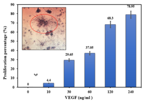 Figure 6: The effect of recombinant VEGF8-109 concentration on the growth of umbilical vein endothelial cells (HUVECs) in different concentrations. As the concentration of VEGF8-109 non-fused increases, cell growth shows a dose-dependent response, reaching optimal proliferation at a concentration of 240 ng/mL.