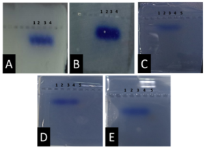 Fig. 2. 5 different gels pictured after electrophoresis, they contain a loading dye made from bromophenol blue and glycerol and ddH2O along with the DNA sample, here the gels are presented as follows: (A) human genome samples on corn starch gel 12 % in wells from 1 to 4, (B) human genome samples on agar – gelatin mixture gel 1% in wells from 1 to 4, (C) human genome samples on agar gel 1% in wells from 1 to 4 and Ladder in the fifth, (D) human genome samples on agarose gel 1% in wells from 1 to 4 and Ladder in the 5 lane – positive control, (E) human genome samples on treated food grade agar – agar gel 1.5 % in wells from 1 to 4 and Ladder in the 5th lane.