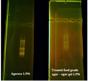 Fig. 4. Electrophoresis on 1.5% treated food grade agar-agar gel in side with 1.5% agarose gel electrophoresis, both using 50 bp ladder separated, it is clear that agarose is more contrasted and clear than treated food grade agar-agar gel using SB electrolyte, but results are comparable.