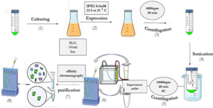 Schematic 2: Expression and Purification of SUMO-VHH