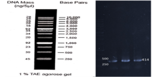 Fig. 1: VEvhh10 gene was amplified using pfu polymerase at an annealing temperature of 65°C.