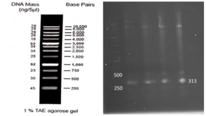 Fig .2: Products from the Gradient Polymerase Chain Reaction with the Pfu Polymerase Enzyme. Wells from left to right, with annealing temperatures ranging from 58°C to 64°C.