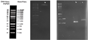 Fig. 3: a) Plasmid pET28a after double digestion using the cutting enzymes BamHI and XhoI. Purification of the product. b) Products of the PCR reaction SUMO with the enzyme pfu after double digestion using the cutting enzymes HindIII and BamHI and purifying the product. c) Products of the PCR reaction VEvhh10 with the enzyme pfu after double digestion using the cutting enzymes HindIII and XhoI and purifying the product.