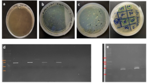 Fig 4: a,b,c ) Transformation steps in E.coli (DH5 α). d) Colony PCR by specific primers related to T7 Promoter and Terminator. e) Colony PCR by Forward and Reverse VHH primers.