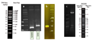 Fig.5: a) PCR product with Forward and Reverse primers of the SUMO gene (approximately 300 bp) and the VEvhh10 gene (414 bp). b) PCR product with Forward T7 promoter and Reverse SUMO primer (approximately 470 bp). c) The plasmid was double digested using the cutting enzymes BamHI and XhoI.