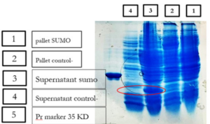 Fig.6: Confirmation of cytoplasmic expression of SUMO-VEvhh10 with the help of sodium dodecyl sulfate-polyacrylamide gel electrophoresis. The samples examined include, from right to left, 1 - sedimentation of transforming bacteria and induced with IPTG after their lysis, 2 - Transformed, untransformed and post-lysis bacterial sediments, 3 - Transformed and induced bacterial supernatants after lysis, 4 - Untransformed and induced bacterial supernatants after lysis, 5 - 35 kDa molecular weight protein as a protein marker.