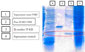 Fig.7: Purification with a nickel agarose affinity.