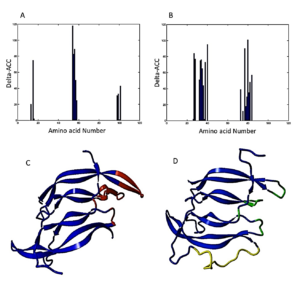 Figure 1. PDGF BB binding sites determined by C Finder. Critical amino acid residues in binding receptor in subunit I (A) and II (B) of native PDGF, 3D structure of native PDGF BB (C), and 3D structure of single-chain PDGF (D). The binding sites candidate to be modified, substituted amino acid residues, and the linker are shown in red, green and yellow, respectively.